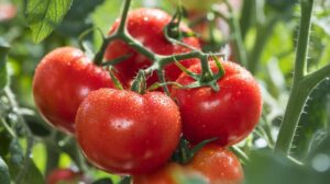 Tomates : la technique secrète pour doubler votre rendement dès juillet
